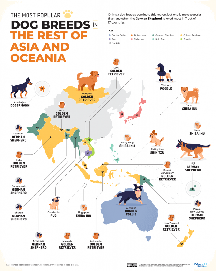 06 Most Popular Dog Breed in Rest of Asia and Oceania 1