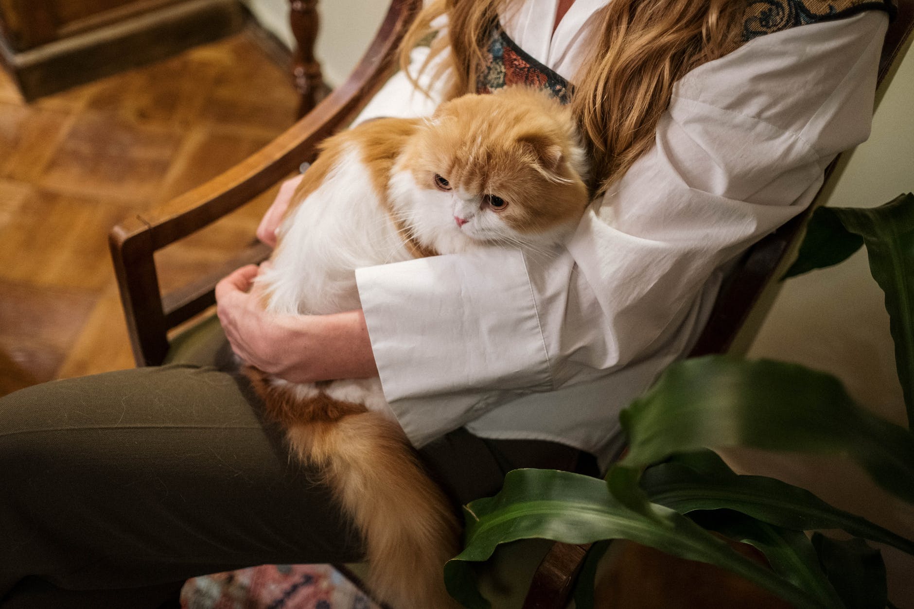 woman in white long sleeve shirt holding white and orange cat