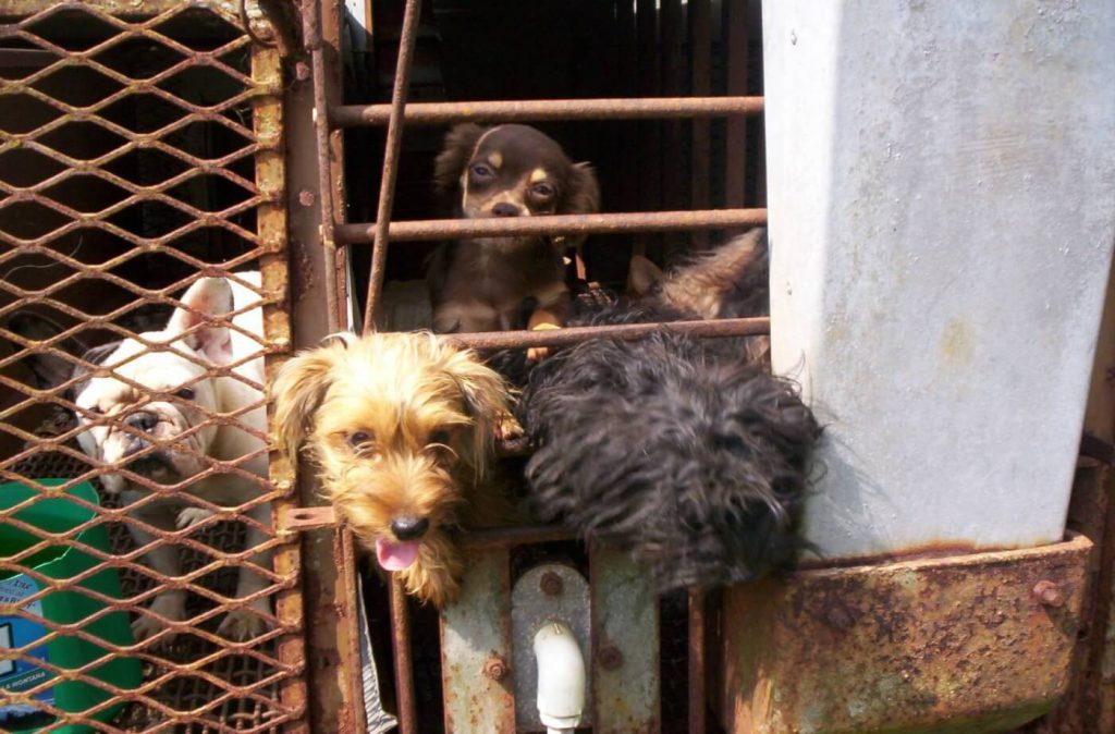 What are Puppy Mills? Get the Low-Down on Where You Might be Getting Your Pet