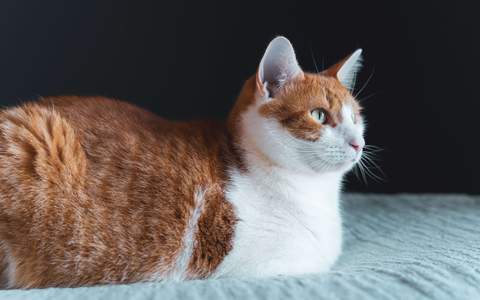 cat loaf position orange cat large