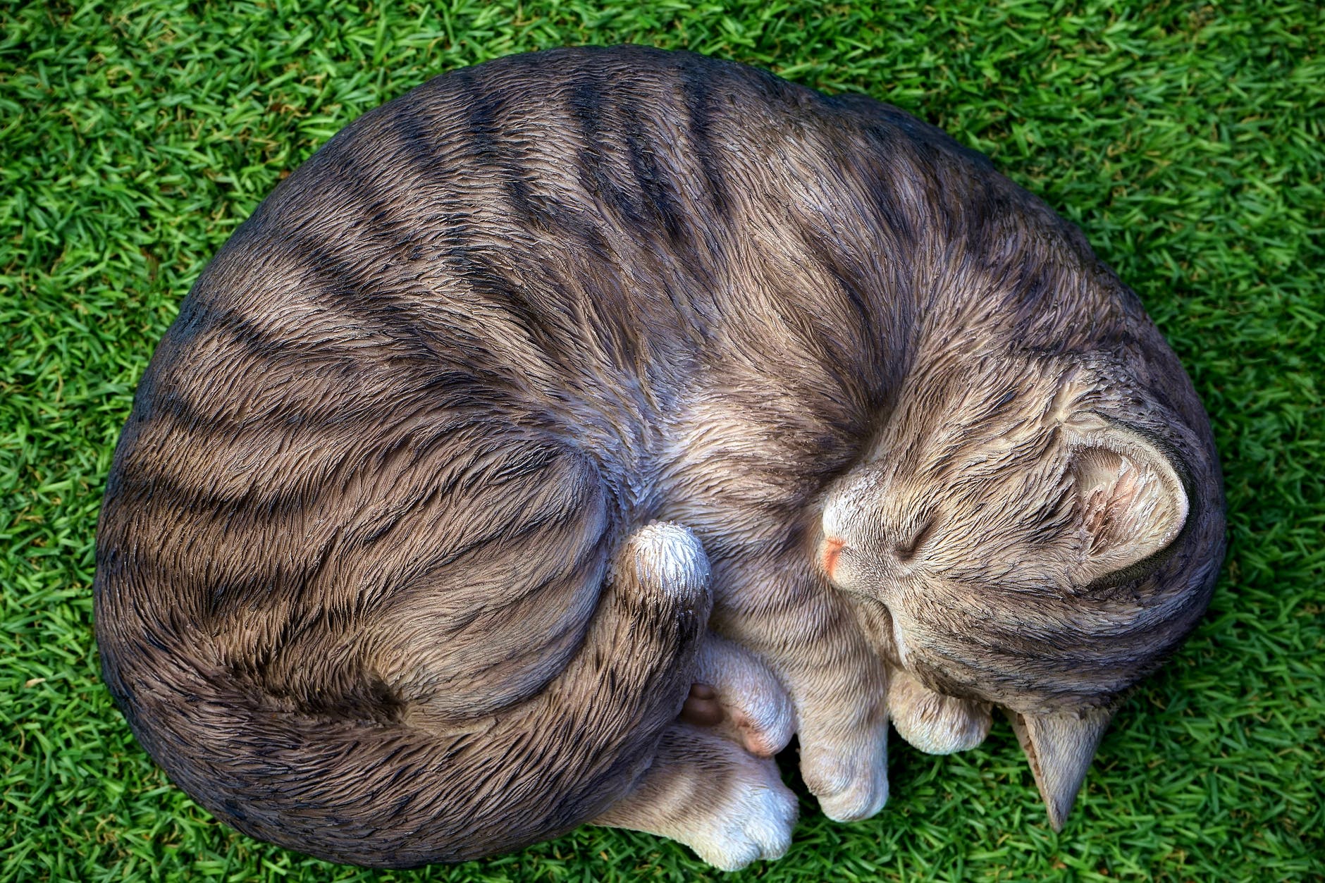 cat lying on green grass