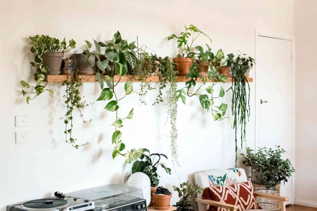 The Best Indoor Plants for Condo Dwellers