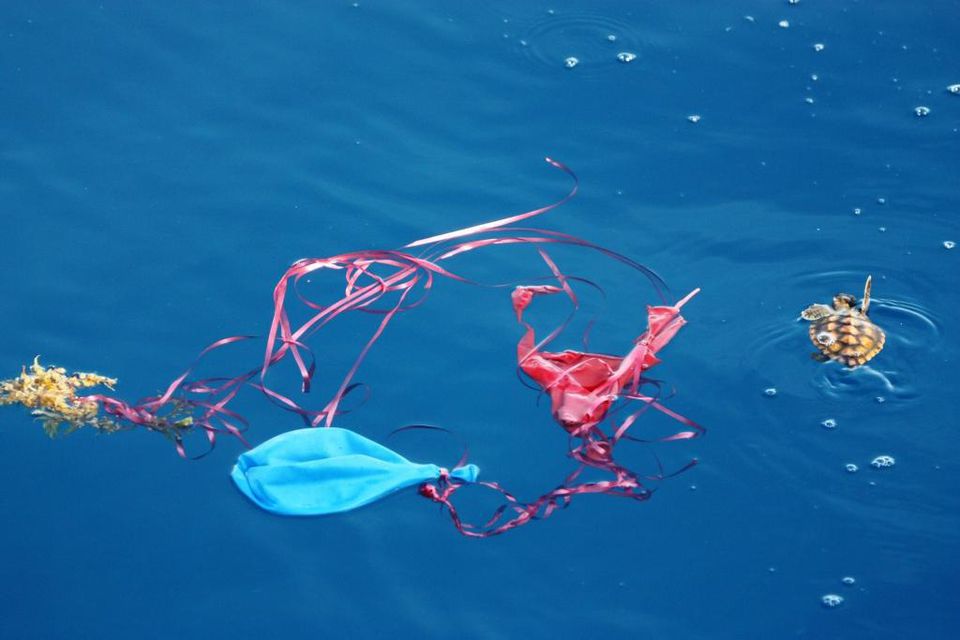 https blogs images.forbes.com marshallshepherd files 2019 05 balloonsblow loggerhead hatchling with latex balloons