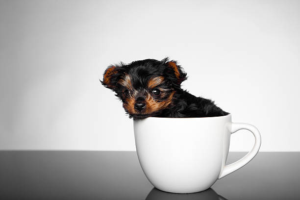 On Teacup Pets: What’s Cute Isn’t Always Right