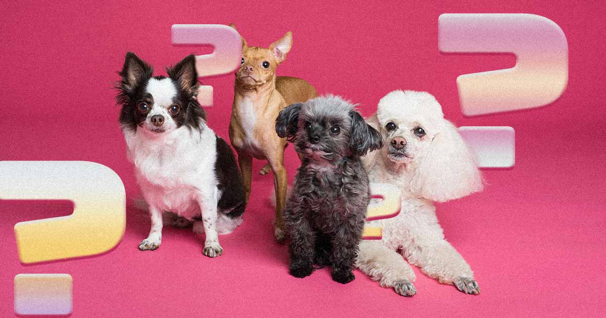5 dog breeds youve probably never heard of
