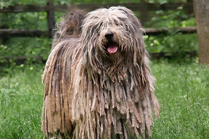 Bergamasco Sheepdog standing in a pasture