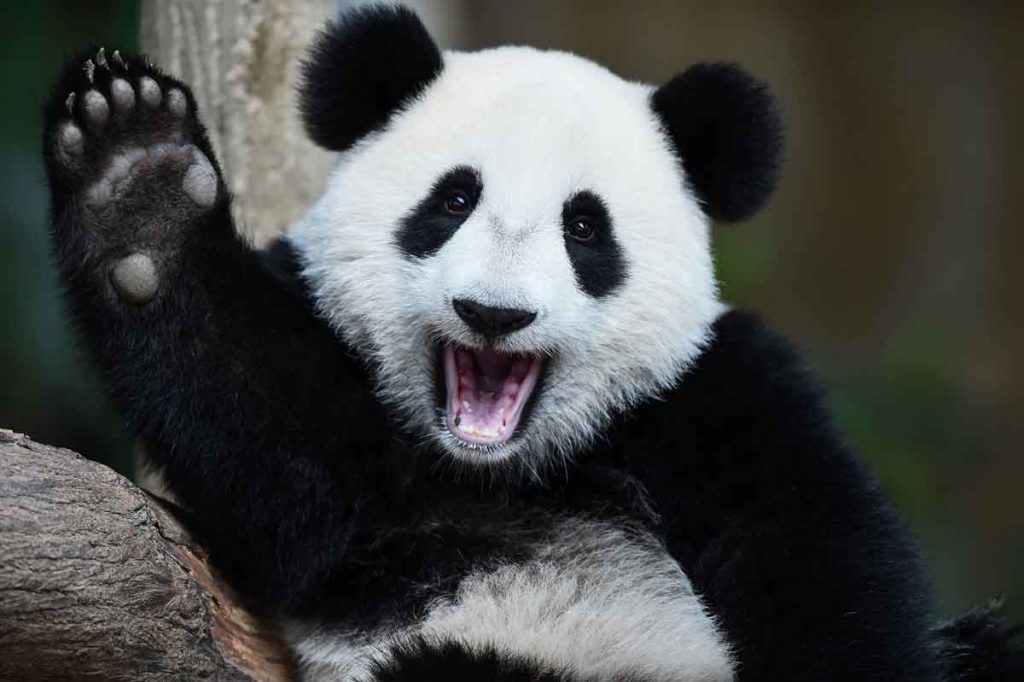FreebieMNL - Good news, folks: giant pandas are finally out of the endangered species list