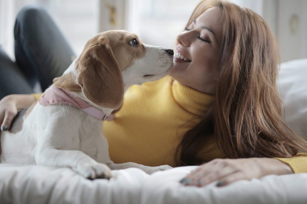 woman in yellow turtle neck sweater lying with white and brown short coated dog