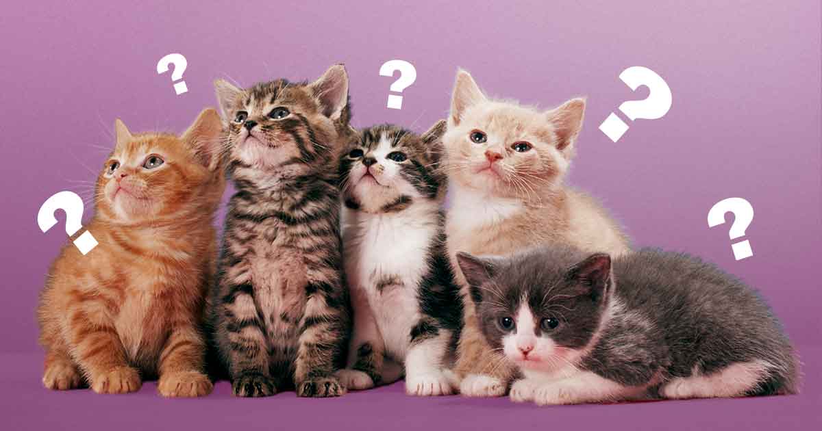 Top Tips for First-Time Kitten Owners