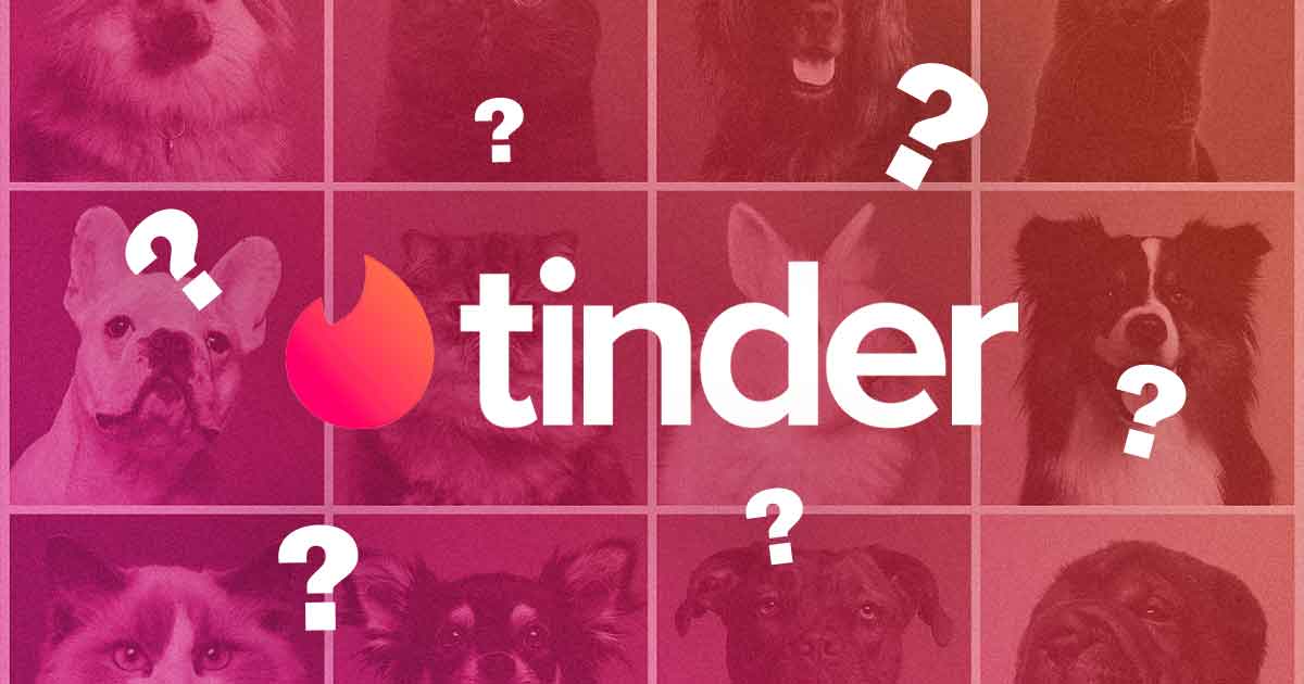 German animal shelter puts up lonely pets on Tinder to find their  'purrfect' match - FreebieMNL