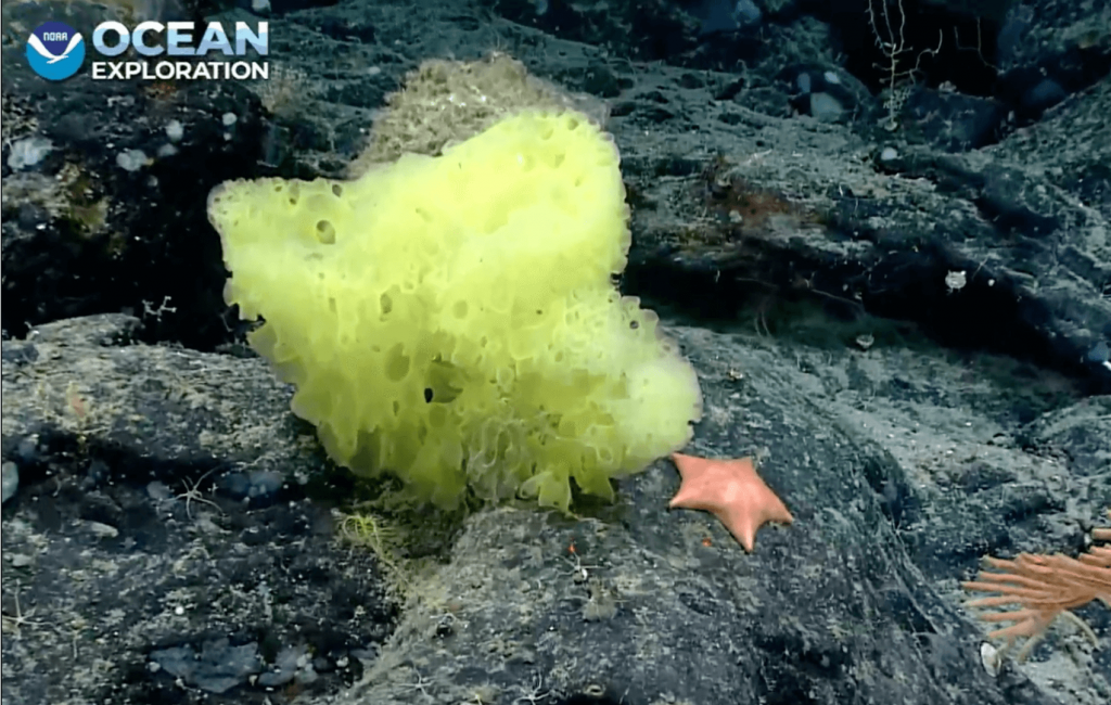 Marine scientists spot real-life Spongebob and Patrick Star in the Atlantic Ocean