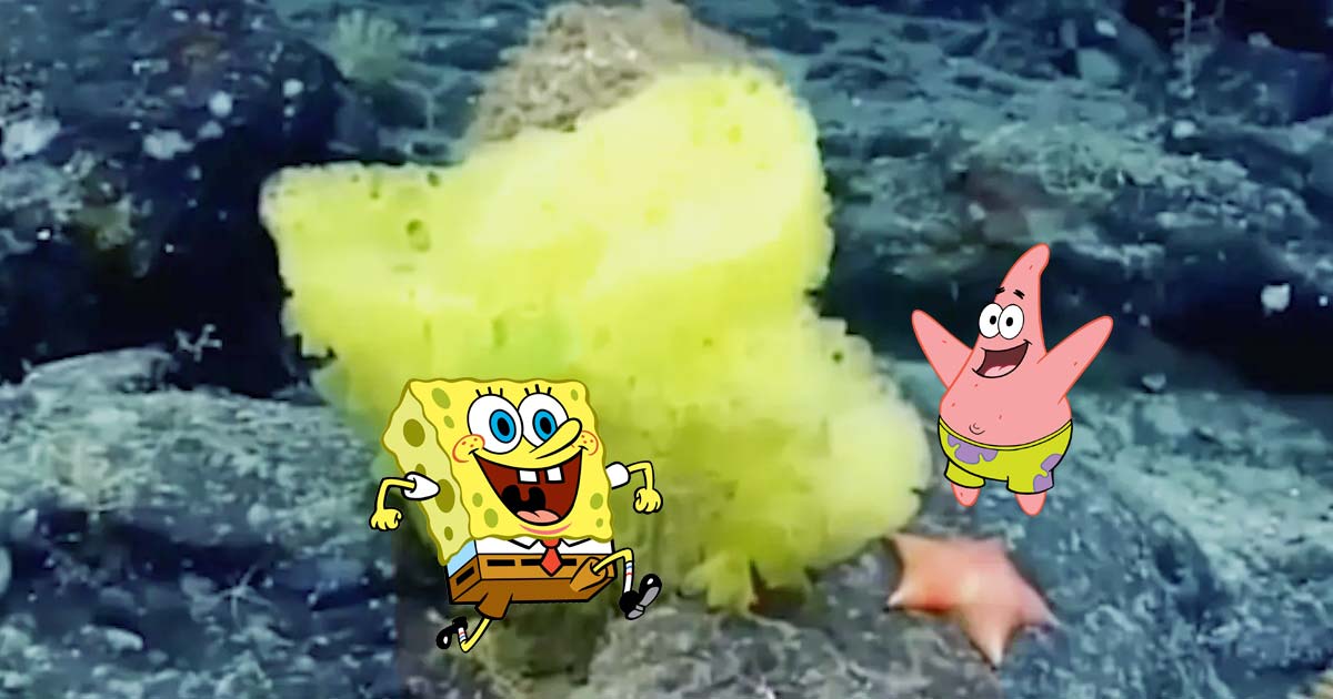 real life spongebob patrick