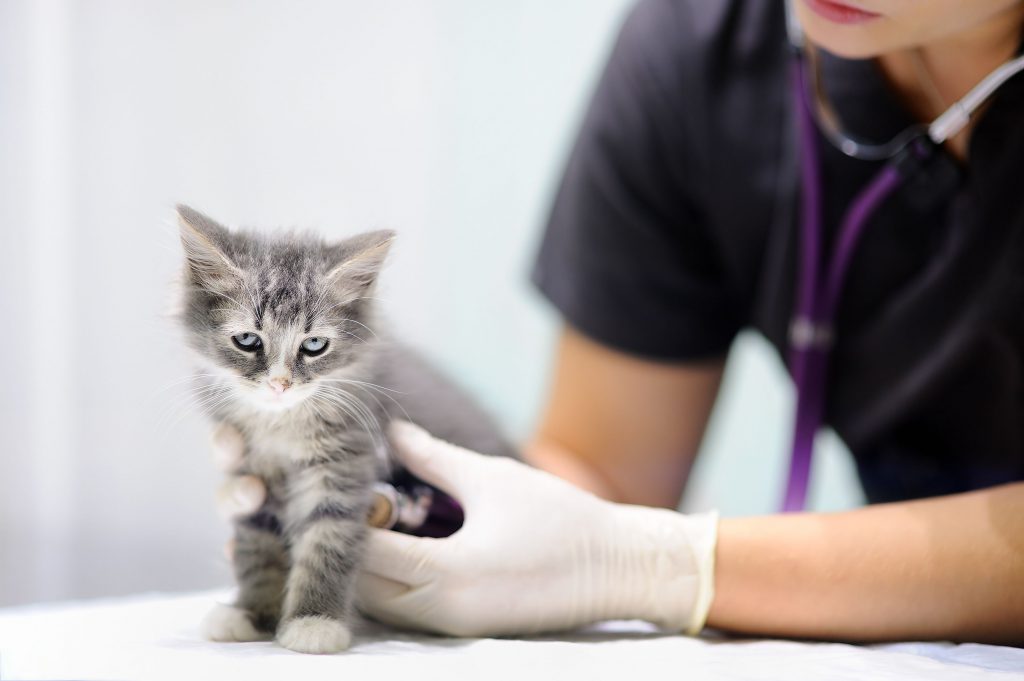 young female veterinary doctor looking on cute kitten 897713306 5b0ed951ba617700364be6db