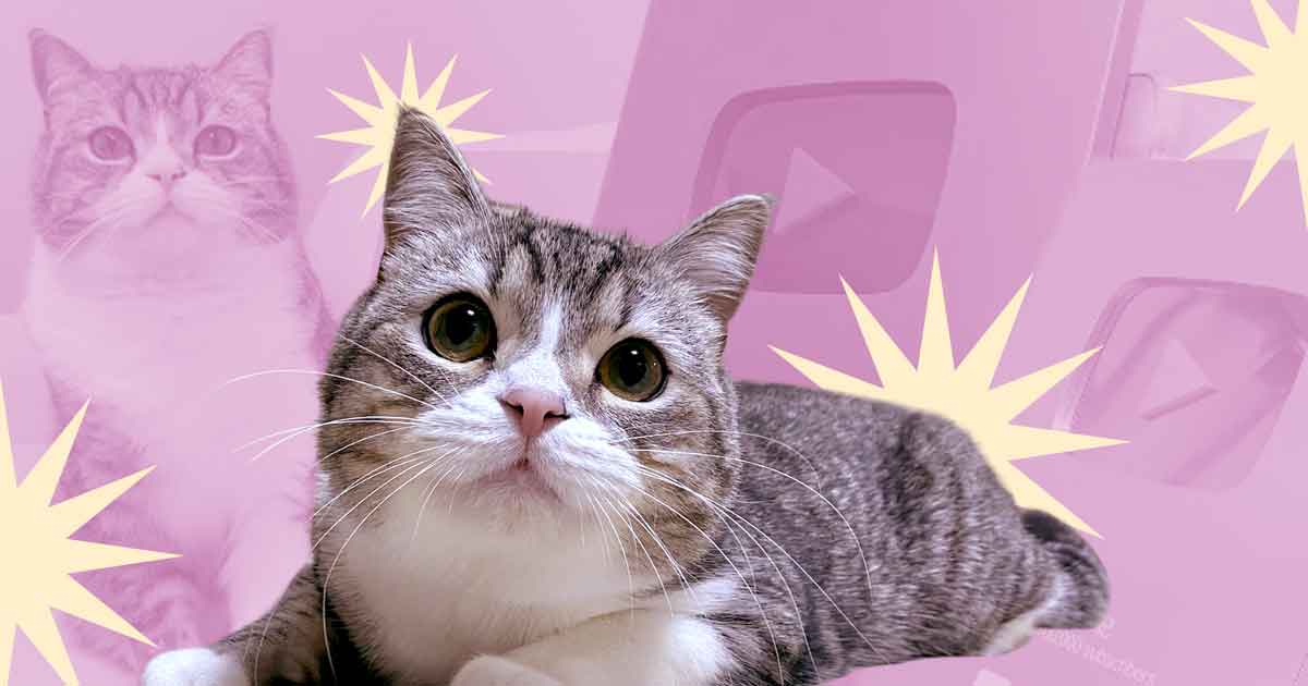 Motimaru officially the most watched cat