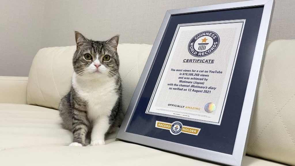 Motimaru is Officially the Most-Watched Cat on YouTube