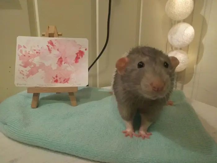 Meet Darius, the rat who paints with his feet
