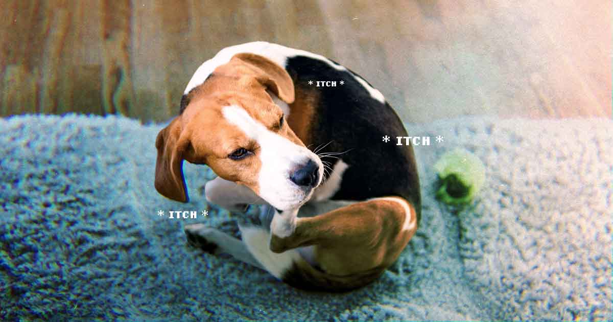 Do you have an itchy dog Try these tips