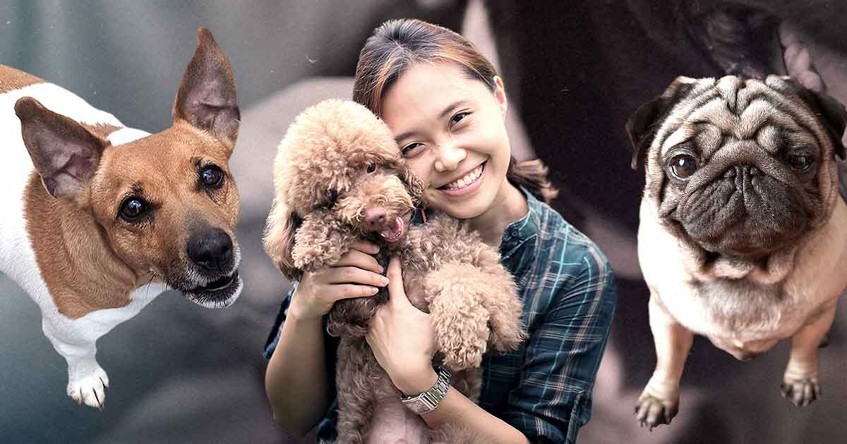 Filipinos the likeliest fur parents during the pandemic