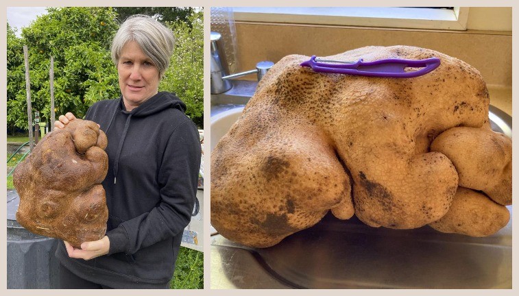 This 7.9-Kilogram Potato Could Hold New Record As The World’s Heaviest