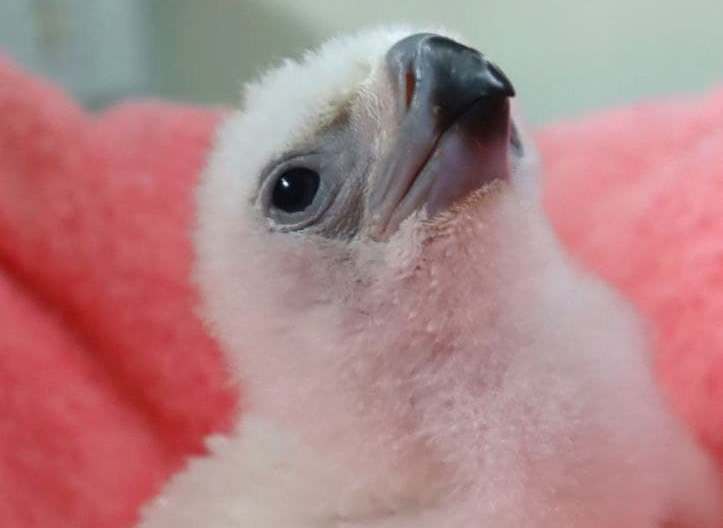After 5 years, the Philippine Eagle Center finally hatches its 29th eaglet