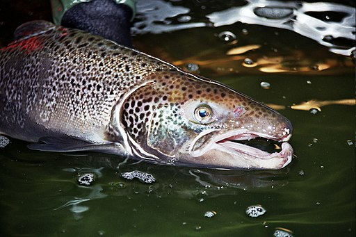 512px Atlantic Salmon Male 5198590554