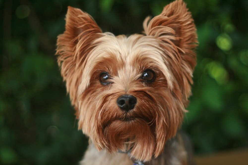 Why A Yorkie Would Make A Great Furbaby - FreebieMNL